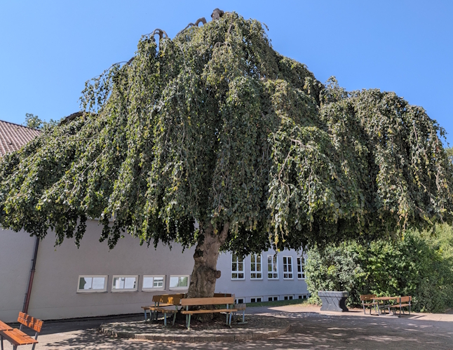 PXL_20260729_Baum_k.jpg